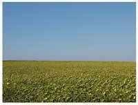 Sunflower fields outside Istanbul