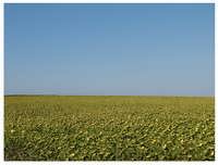 Sunflower fields outside Istanbul