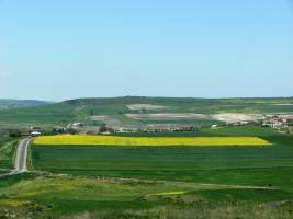 Canola field in Istanbul