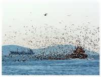 Seagulls 